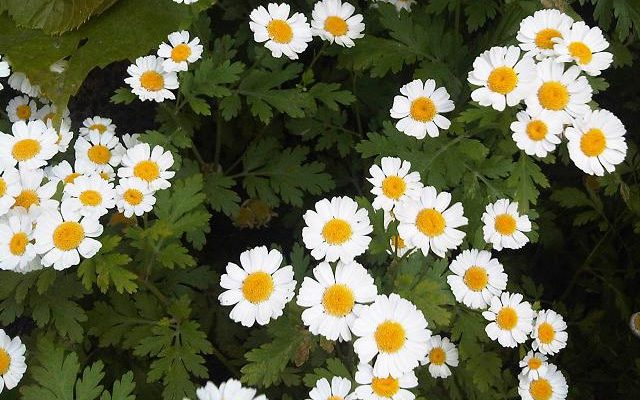 Wrotycz maruna (Tanacetum parthenium)