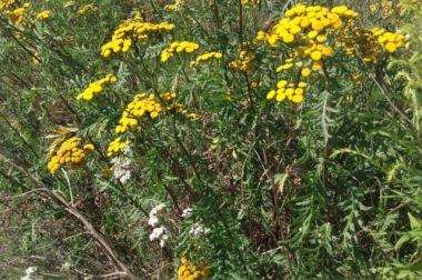 Wrotycz pospolity (Tanacetum vulgare)