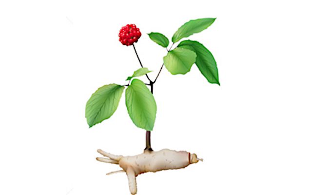 Żeń-szeń właściwy (Panax ginseng)