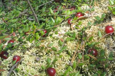 Żurawina błotna (Vaccinium oxycoccus)