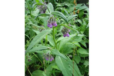 Żywokost lekarski (Symphytum officinale)