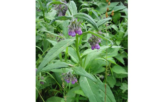 Żywokost lekarski (Symphytum officinale)