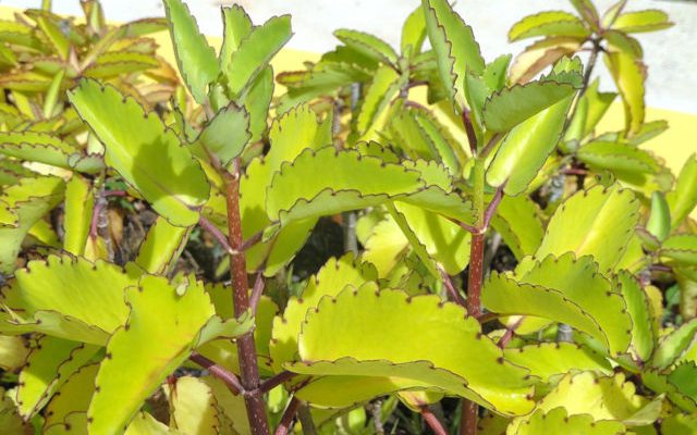 Żyworódka pierzasta (Kalanchoe Pinnata)