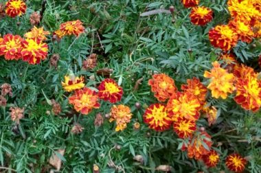 Aksamitka rozpierzchła (Tagetes patula)