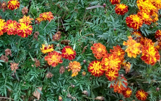 Aksamitka rozpierzchła (Tagetes Patula L.)